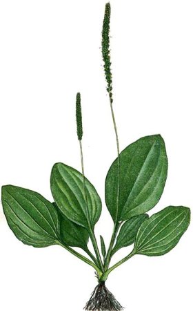 Подорожник раскраска