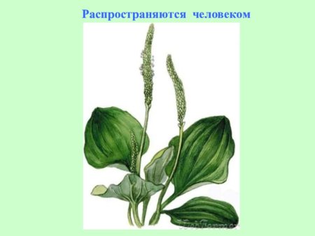 Подорожник акварель