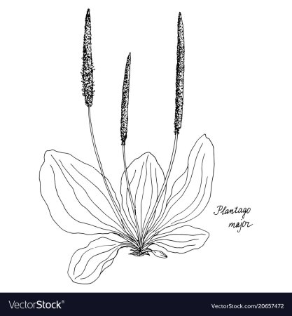 Подорожник большой строение