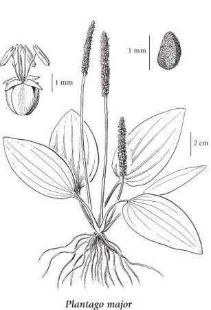 Подорожник рисунок карандашом для детей
