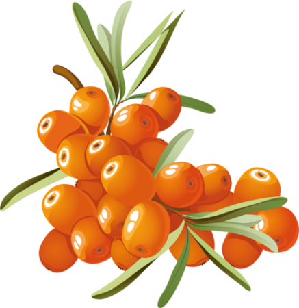 Ягода облепихи вектор