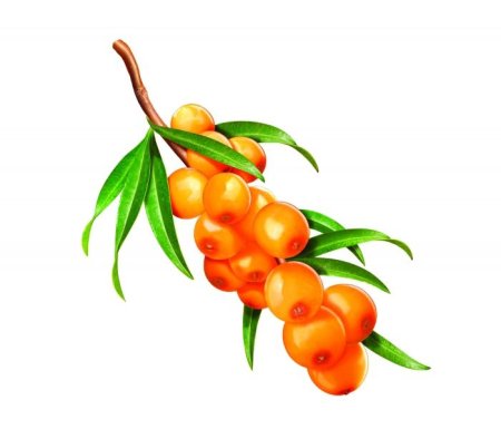 Ягоды облепихи