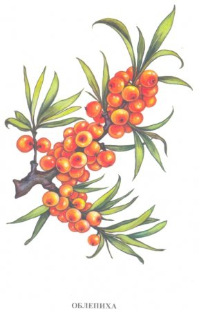 Ягода облепиха карточки