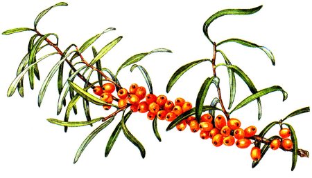 Облепиха Фармакогнозия