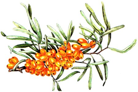 Облепиха вектор