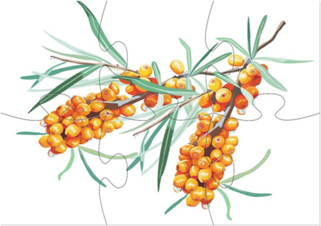 Картины с облепихой