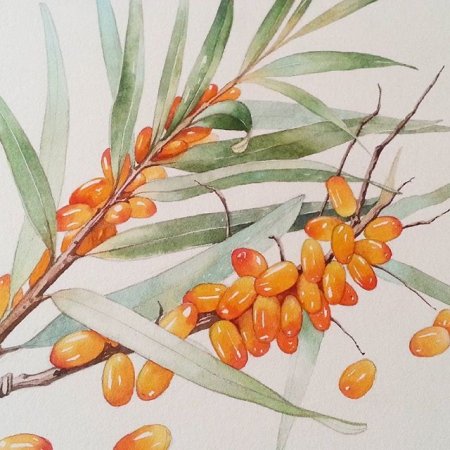 Хромолитография облепиха