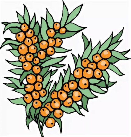Ягода облепихи вектор