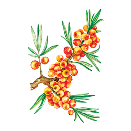 Облепиха нарисованная