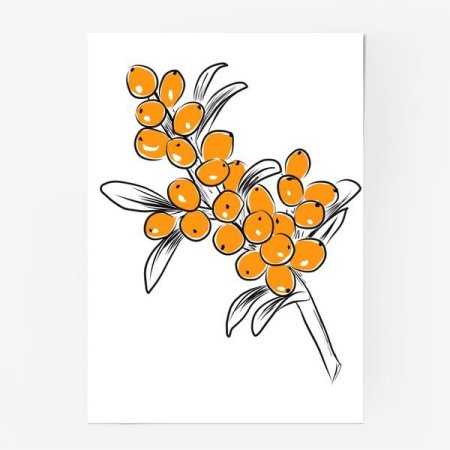 Облепиха рисунок