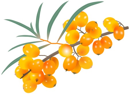 Ягода облепихи вектор