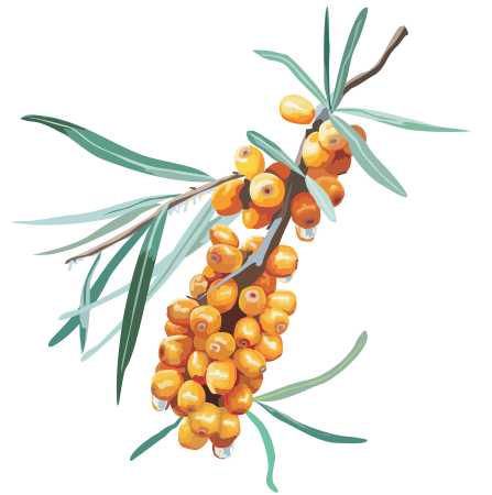 Sea-Buckthorn (облепиха)