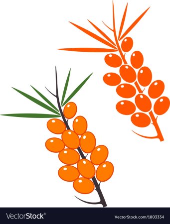 Облепиха пиктограмма