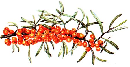 Облепиха атлас