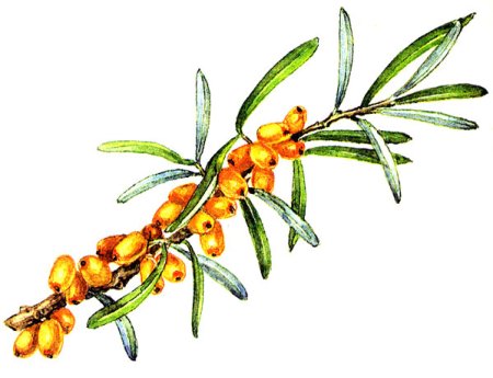 Облепиха крушевидначсрисовать