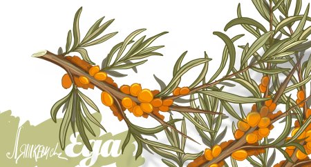 Облепиха гроздьями