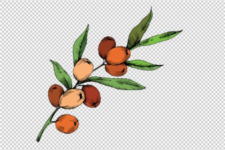 Ветка облепихи вектор