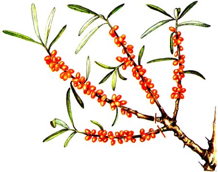 Облепиха Ботаническая иллюстрация