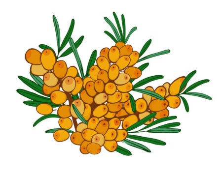 Облепиха рисунок на прозрачном фоне