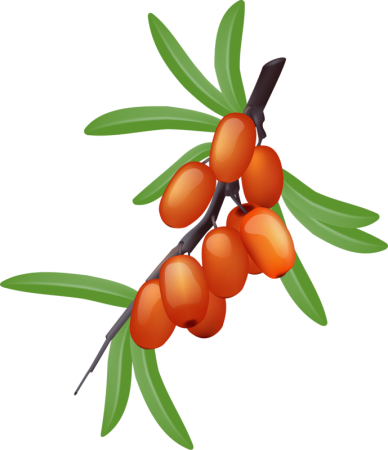 Ягода облепихи вектор