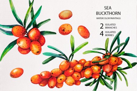 Облепиха акварель