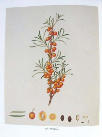 Облепиха крушиновая Ботанический рисунок