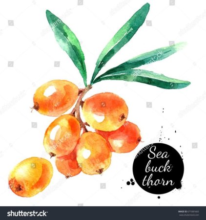 Sea Buckthorn Watercolor