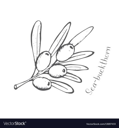 Ветка облепихи раскраска