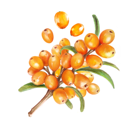 Облепиха на белом фоне