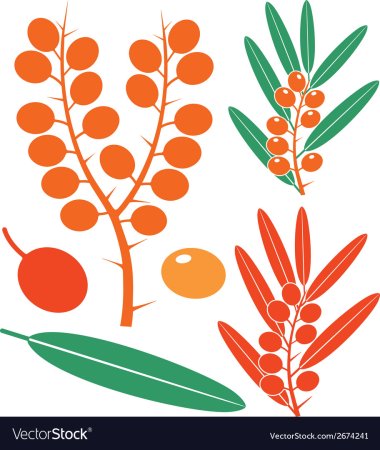 Облепиха силуэт