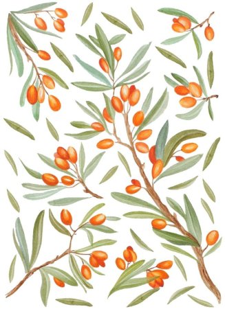 Облепиха акварель