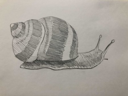 Улитка рисунок карандашом