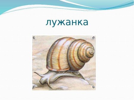 Лужанка улитка