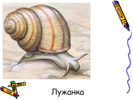 Лужанка улитка аквариумная