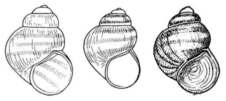 Лужанка улитка