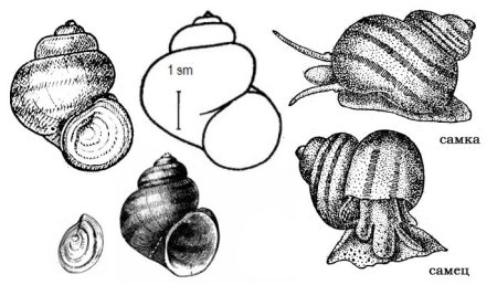 Лужанка Болотная систематика