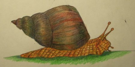 Как нарисовать улитку