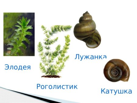 Улитка катушка и Лужанка