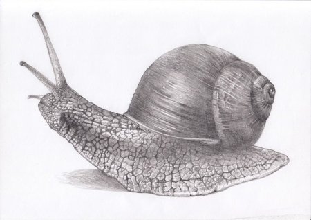 Виноградная улитка