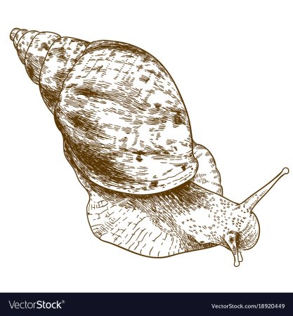 Рисовать улитку ахатину