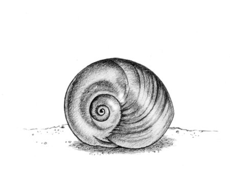 Виноградная улитка карандашом