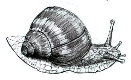 Брюхоногие моллюски зарисовка