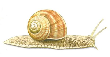 Карандашами - улитка