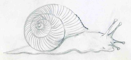 Катушка Роговая рисунок