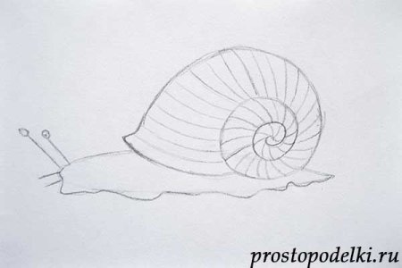 Улитка раскраска для детей