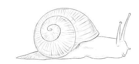 Карандашами - улитка