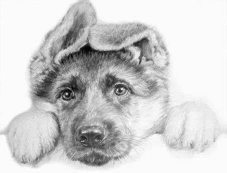 Овчарка рисунок