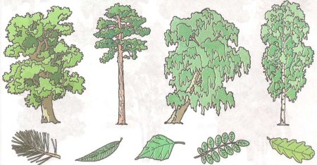 Широколиственный лес рисунок