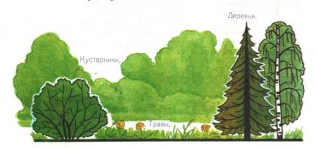 Тайга смешанный лес широколиственный лес 4 класс