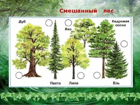 Рисунки деревьев Тайга смешанный лес широколиственный лес